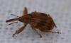 Anthonomus rectirostris